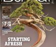 Jardin Botanique Nantes Charmant E B I 2018 05 06 Downmagaz Bonsai