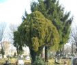 Jardin Botanique Nantes Frais Platycladus