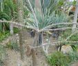 Jardin Botanique Nantes Génial File Alluaudia Humbertii Jardin Des Plantes De Nantes 5