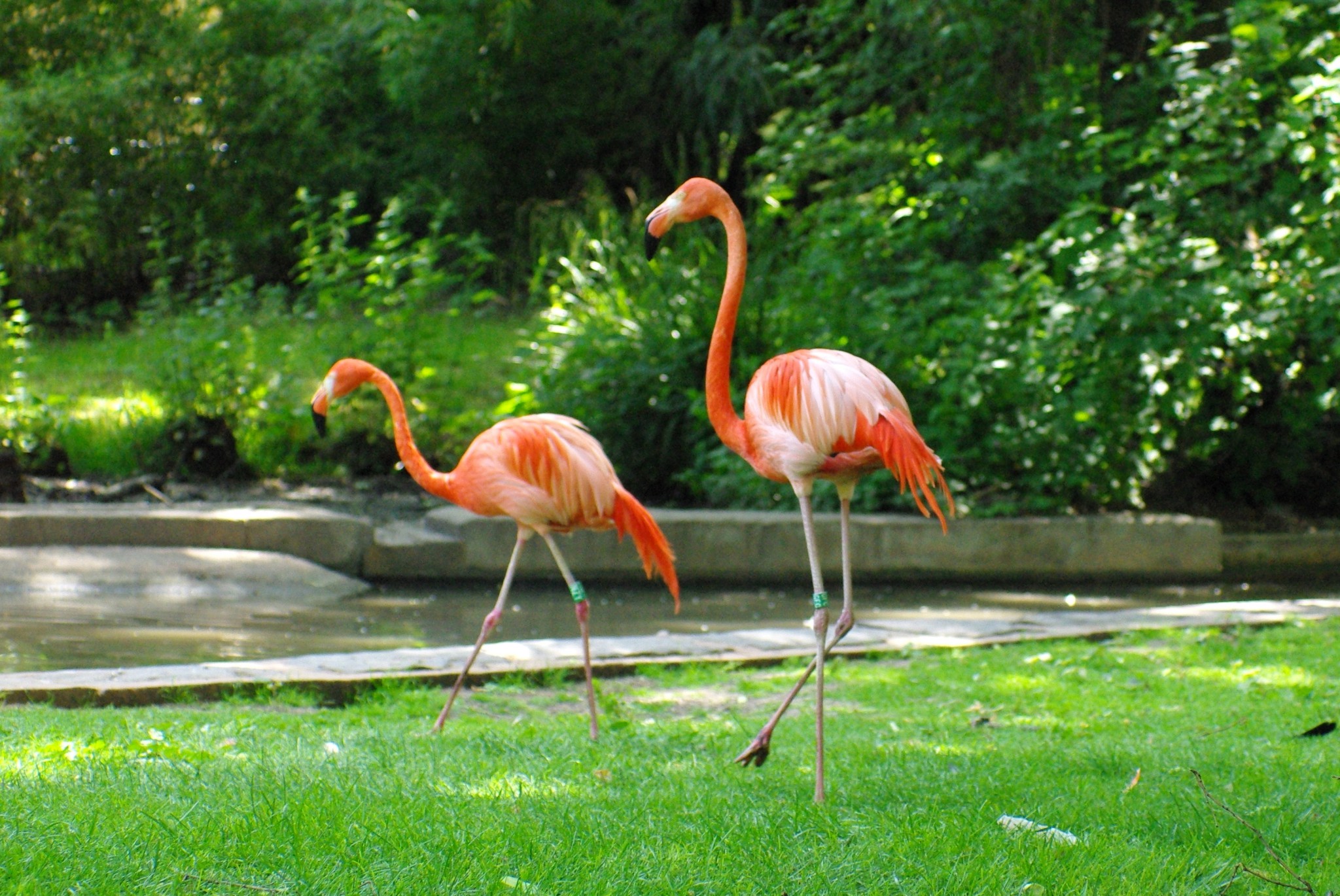 Jardin Botanique Nantes Génial Ménagerie Of Jardin Des Plantes French Moments