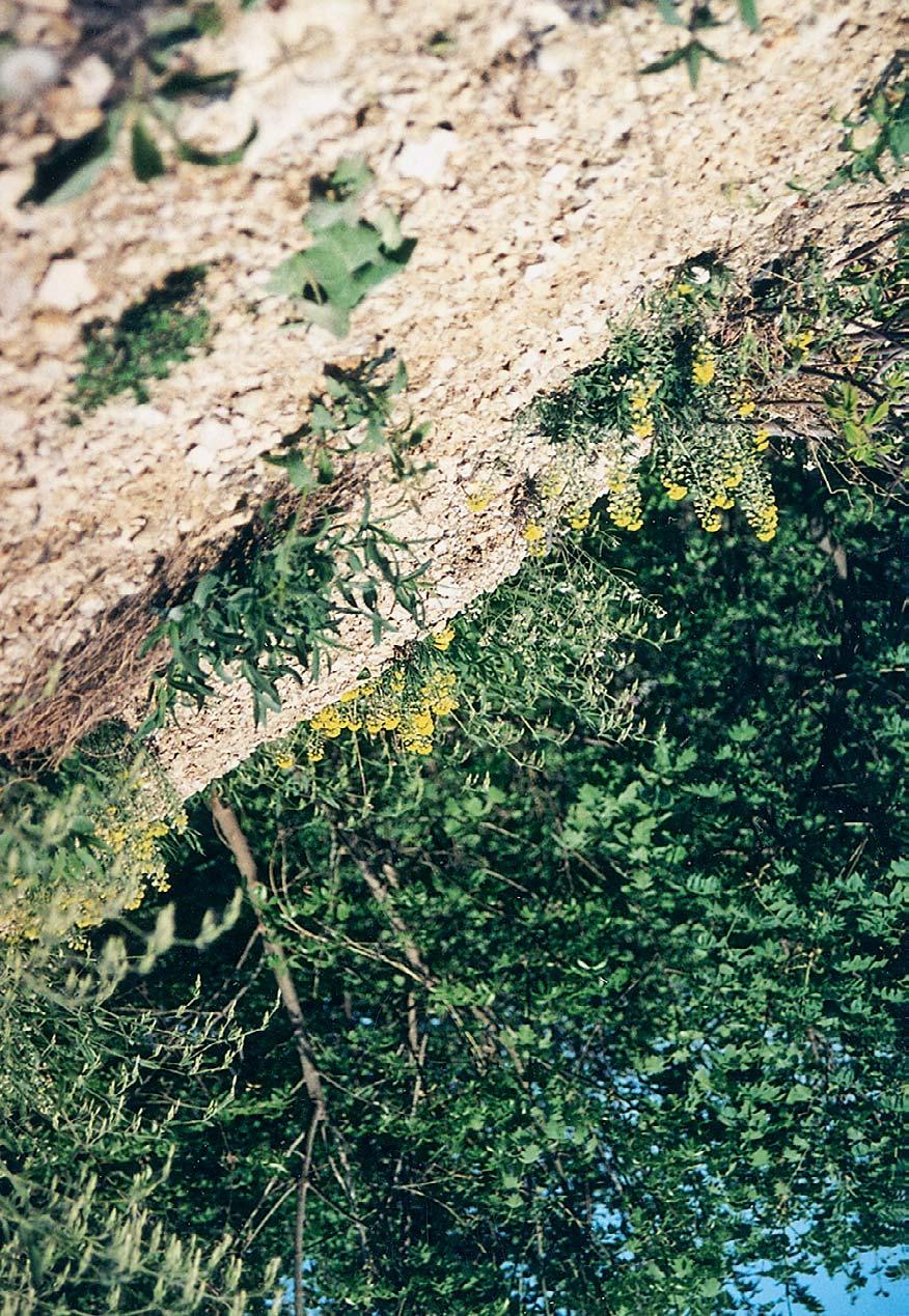 Jardin Botanique Nantes Inspirant A Short Synopsis Of the Tribe Alysseae Brassicaceae In