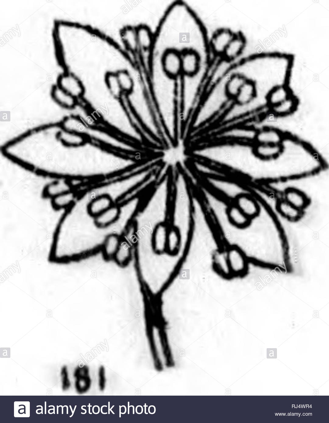 cours lmentaire de botanique et flore du canada lusage des maisons dducation microforme botanique plantes botany plants 171 ie please note that these images are extracted from scanned page images that may have been digitally enhanced for readability coloration and appearance of these illustrations may not perfectly resemble the original work moyen j jean 1828 1899 montral g e desbarats RJ4WR4