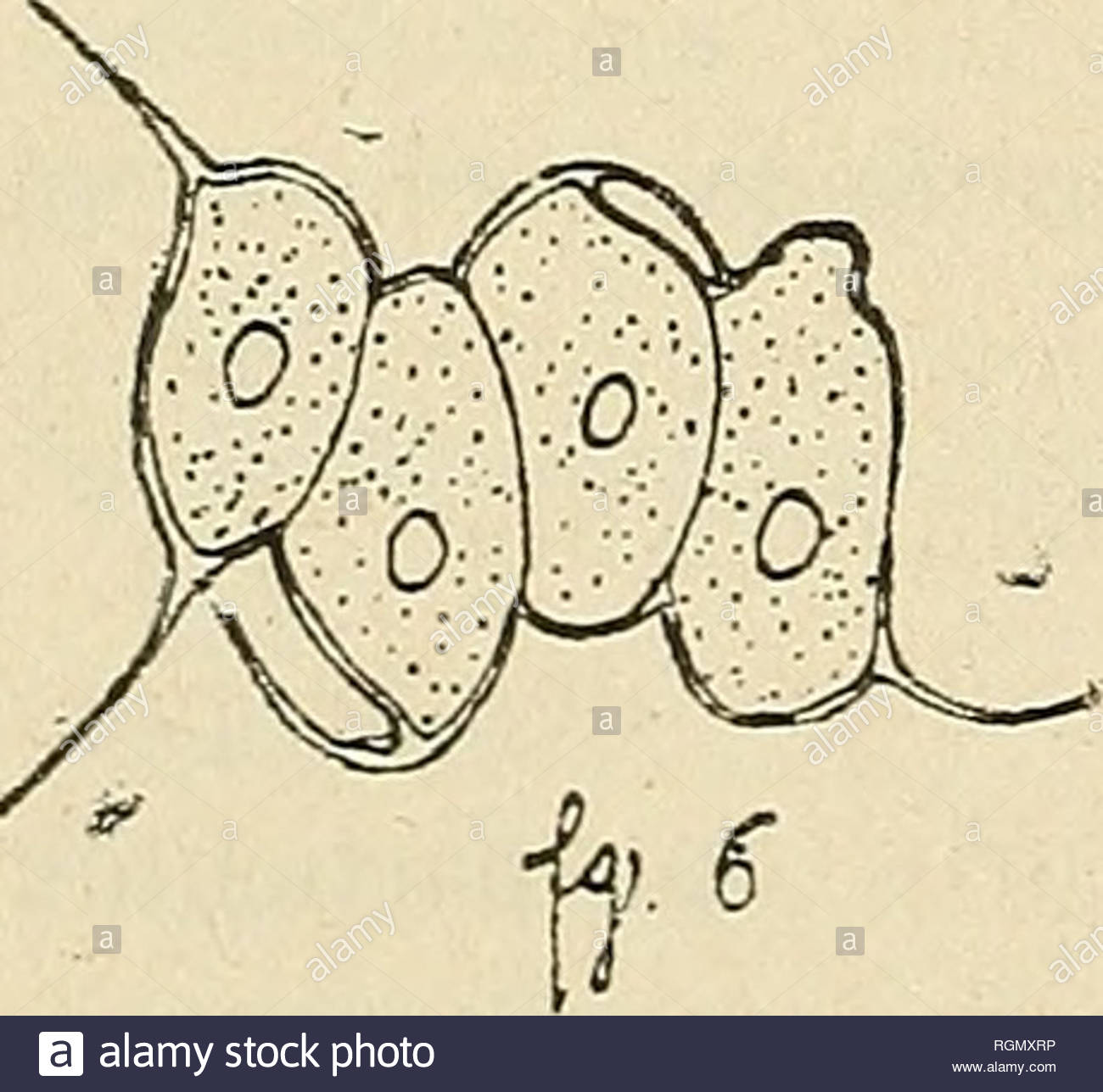 bulletin de lherbier boissier plants sur le polymorphisme du raphidium rraunii et du scenedesmus caudatus corda par k cil od at et o m alix es co planche xxviii dans un article paru dans le bulletin de lherbier boissier nous avons montr bien grands sont les changements que peut subir une algue pleurococcace dans le cours de son volution nous a1ons laiss please note that these images are extracted from scanned page images that may have been digitally enhanced for readability coloration and appearance of these illustrations may not perfectly resemble the original work he RGMXRP