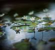 Jardin Botanique Nantes Nouveau there Should Be A Few Small Flowers In Everyone S Heart Not