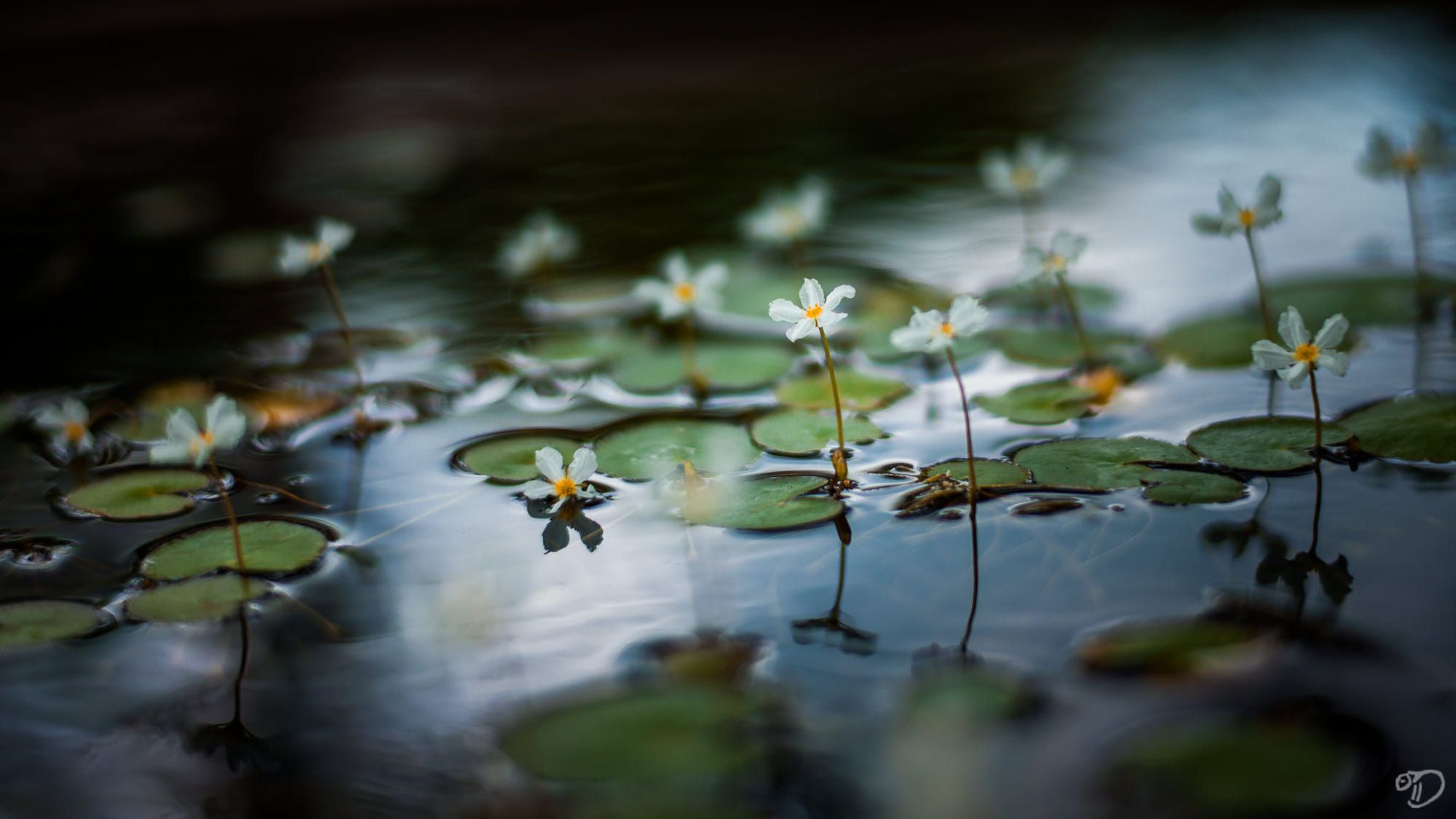 Jardin Botanique Nantes Nouveau there Should Be A Few Small Flowers In Everyone S Heart Not