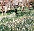 Jardin Botanique St Jean De Luz Beau the Cherry orchard that Separates St Anne S From First