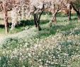 Jardin Botanique St Jean De Luz Beau the Cherry orchard that Separates St Anne S From First