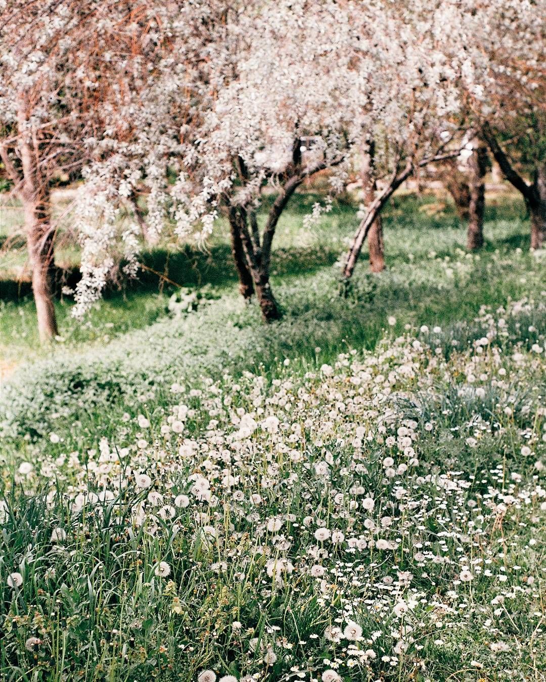 Jardin Botanique St Jean De Luz Beau the Cherry orchard that Separates St Anne S From First
