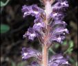 Jardin Botanique Strasbourg Beau Phelipanche Lavandulacea Grupo Botánico Cantábrico