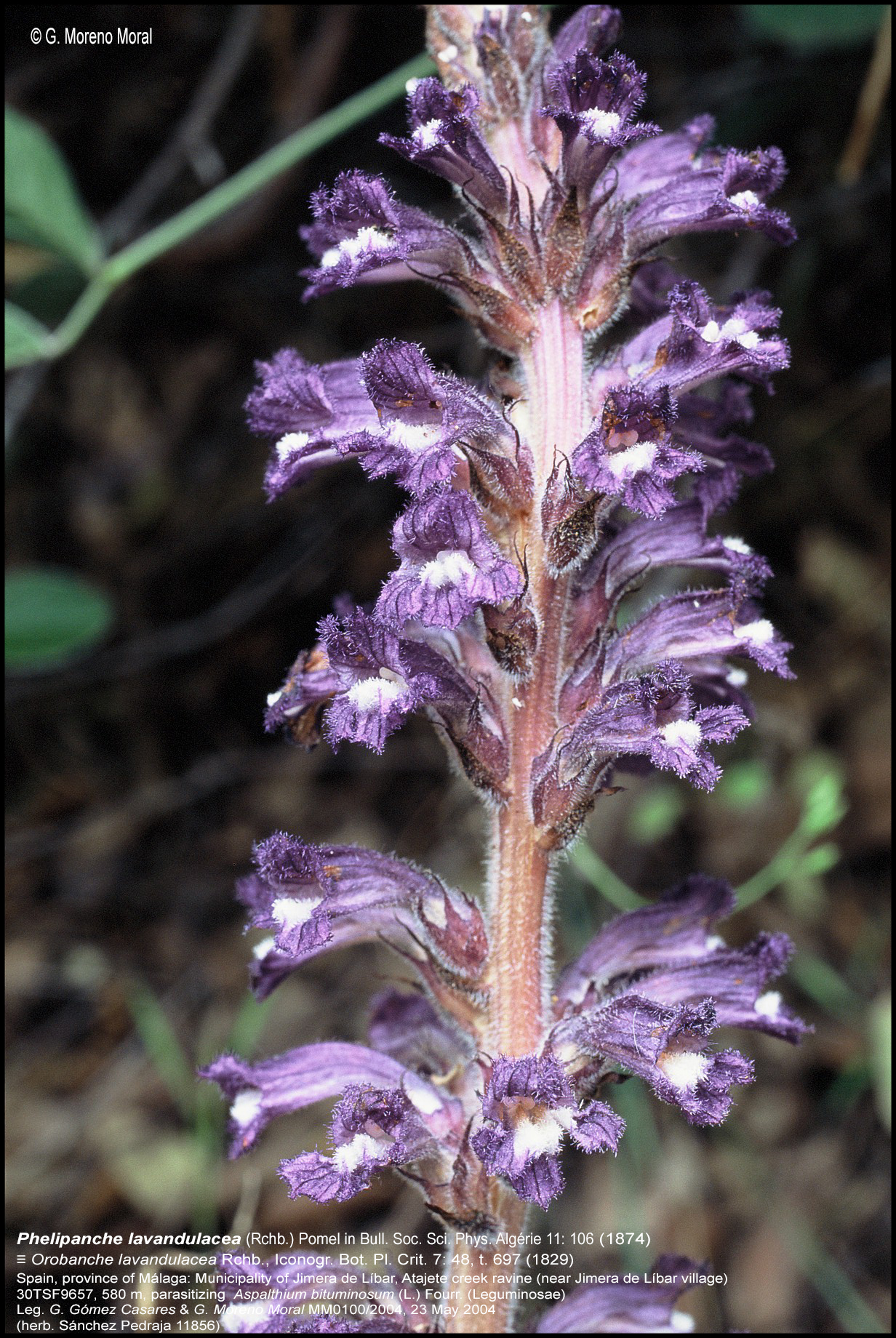 Phelipanche lavandulacea MM0100 Sp Ma Atajate inflorescence