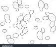 Jardin Botanique Strasbourg Best Of Budding Yeast Cells Of Saccharomyces Cerevisiaeyeast Budding