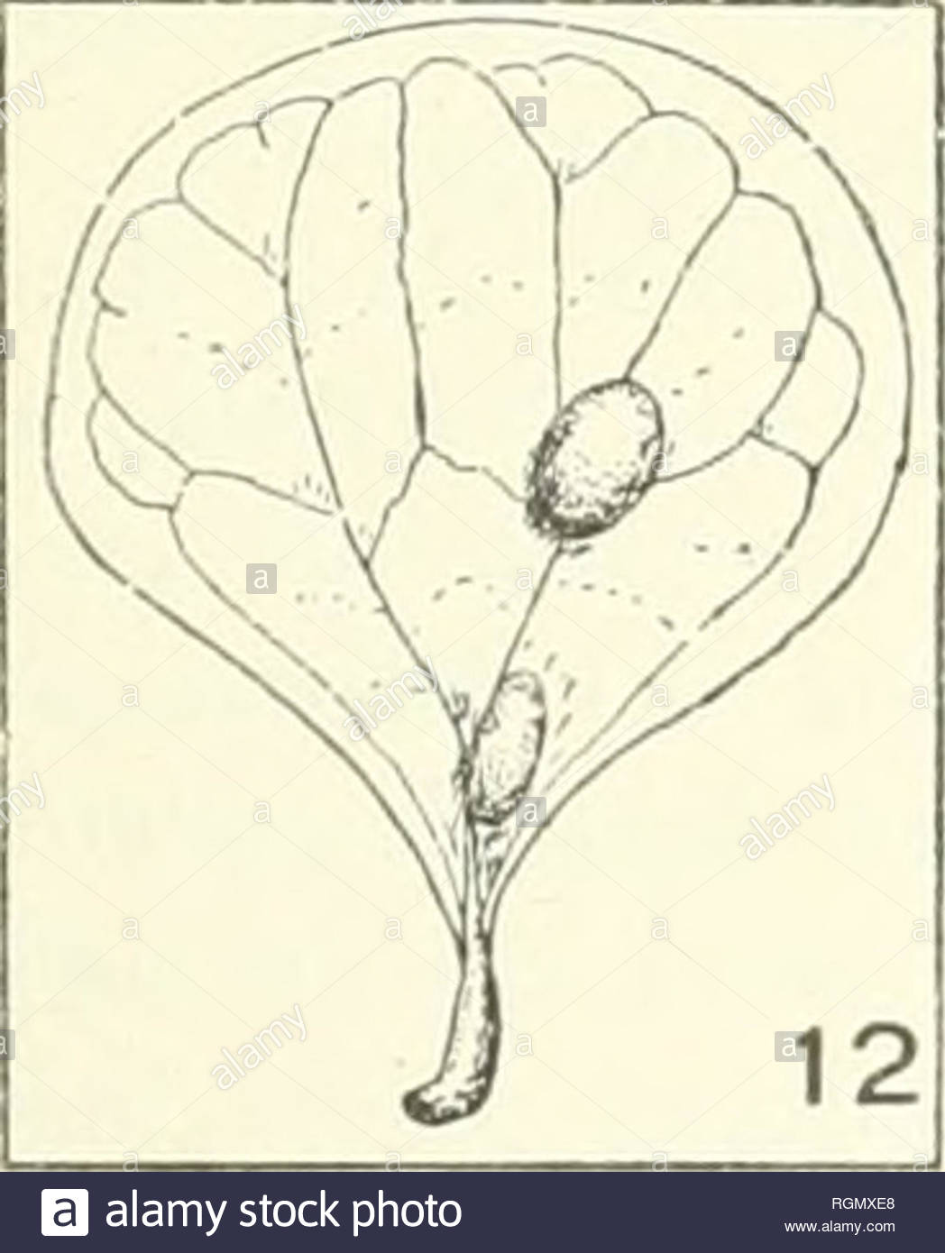 bulletin du jardin botanique de buitenzorg plants indonesia plants ii ficus ampelas l psyllidengalle an den bl ltern uberall wo ser h ufig vorkommende baum wchst kann man fast sicher sein galle aucli zu finden nx ir kennen sie denn auch von zahl reichen fundstellen von java und ausserdem von einigen inseln sdlich von celebes gallen sind haupts chlich an der blattun terseite entwickelt hier sind es l nglich ke gelfrmige auf querschnitt mehr oder weini ger eckige erhebungen welche sehr hart und glatt sind farbe ist weiss gelblich oder rotbraun a RGMXE8