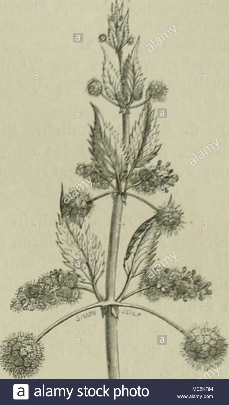 natrlichen pflanzenfamilien nebst ihren gattungen und wichtigeren arten insbesondere den nutzpflanzen fig urtica piluliera l i 2 nat gr nach aillon 3norvigcn li nel iil ir odor zwischen doii ijliilciislieltmi iniiy uliilrislijrije ixilliir eingeschlechtlich od iiidrogyn cyrns 2siallig mil kurzen oder lngeren cin raclien oder risig verzweigten smui und hufig vorblalllosen hl fig 73 ac etwa 30 arten in den totiiiil3ijt n heionen der stliciien und westlichen ifemisphre ijenierkcnswcrt a arten mit aihlroyncn blutens ME6KRM