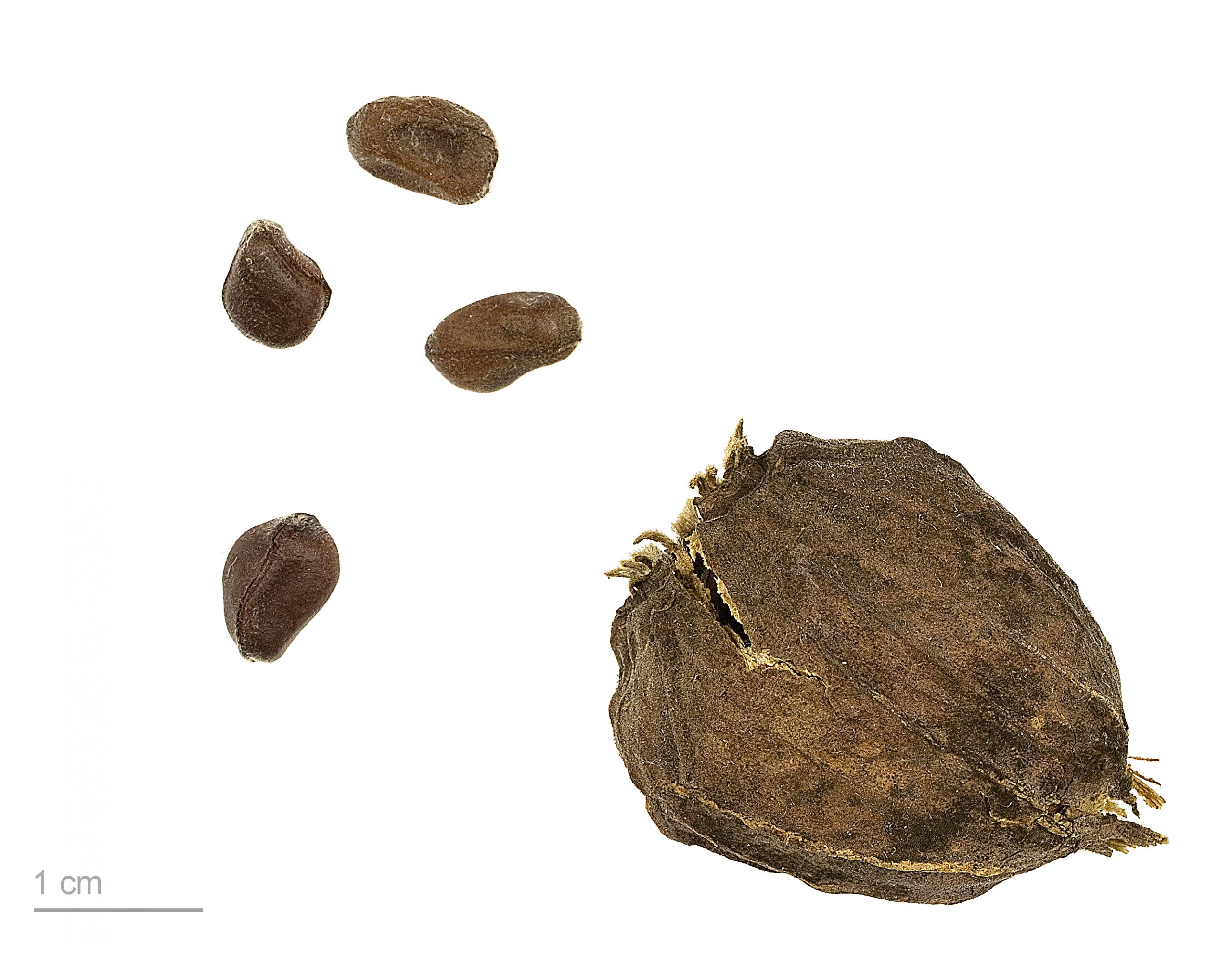 Calycanthus floridus MHNT BOT 2009 7 13