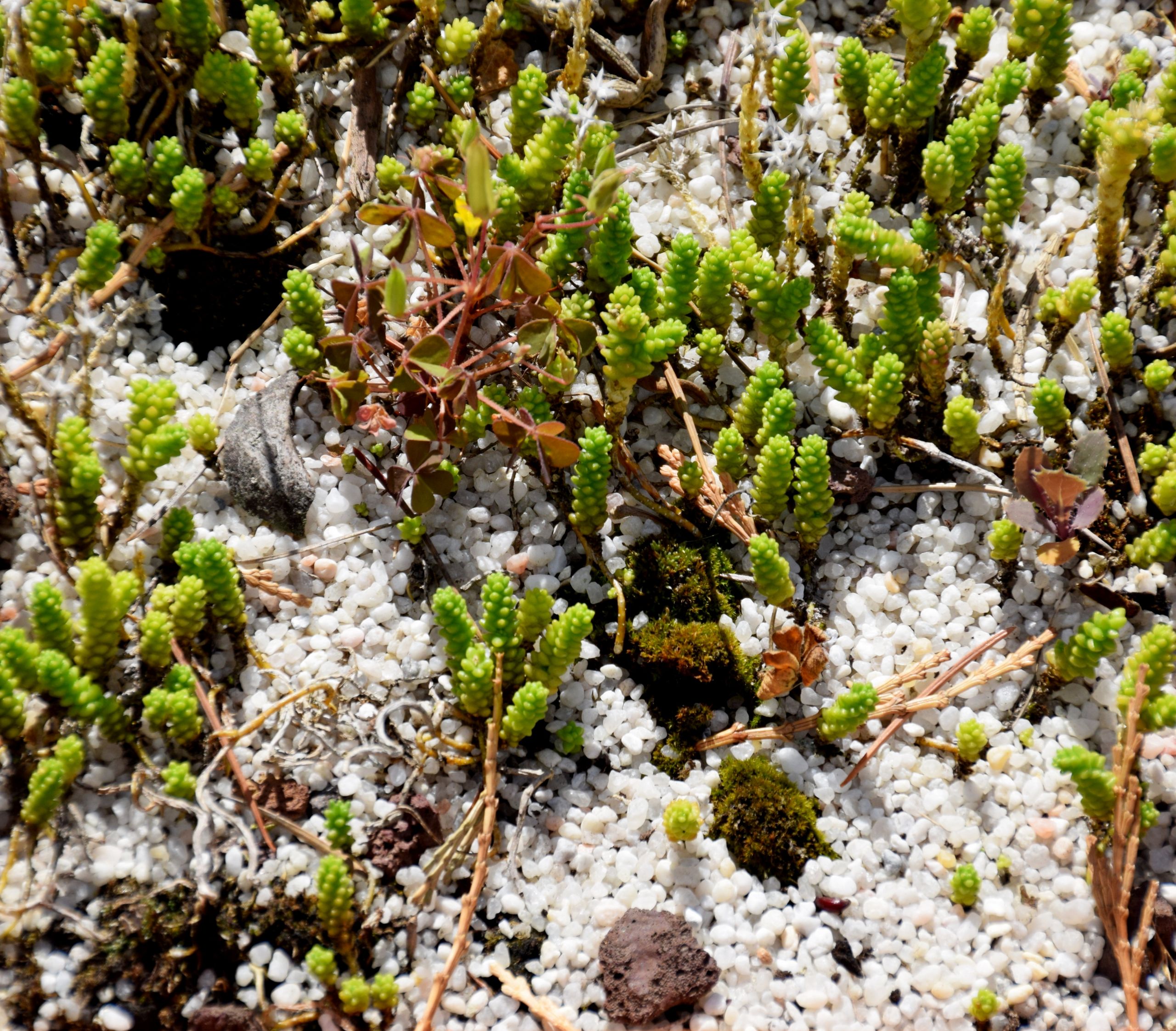 Jardin Botanique toulouse Génial File Sedum Acre In Jardin Des Plantes De toulouse