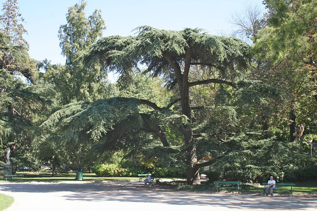1200px Cedar tree in Jardin des Plantes Toulouse
