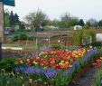 Jardin Botanique tourcoing Frais Jard­n Botánico De tourcoing La Enciclopedia Libre