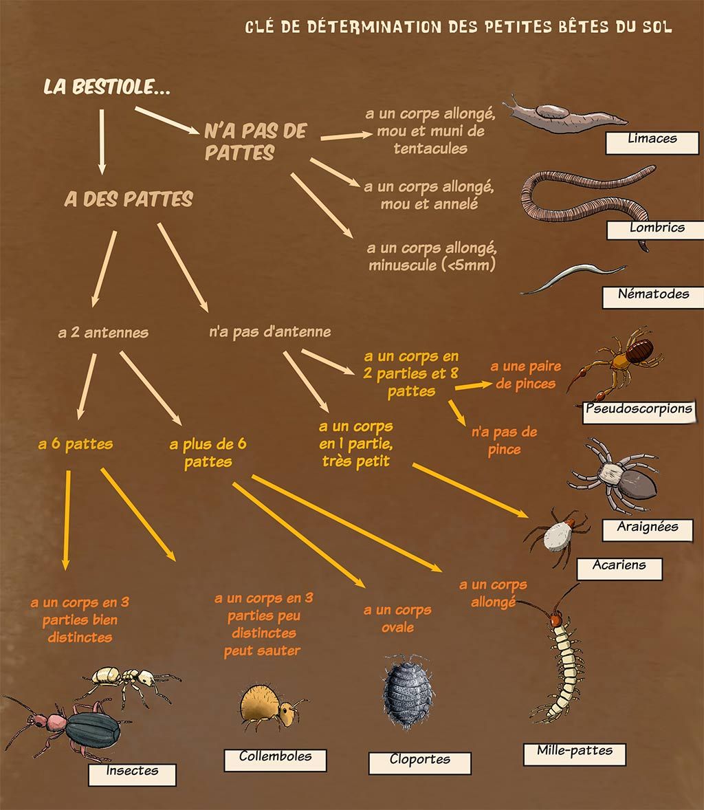 Jardin Calendrier Lunaire Beau Protégeons Notre Faune Sauvage V La Pédofaune De La