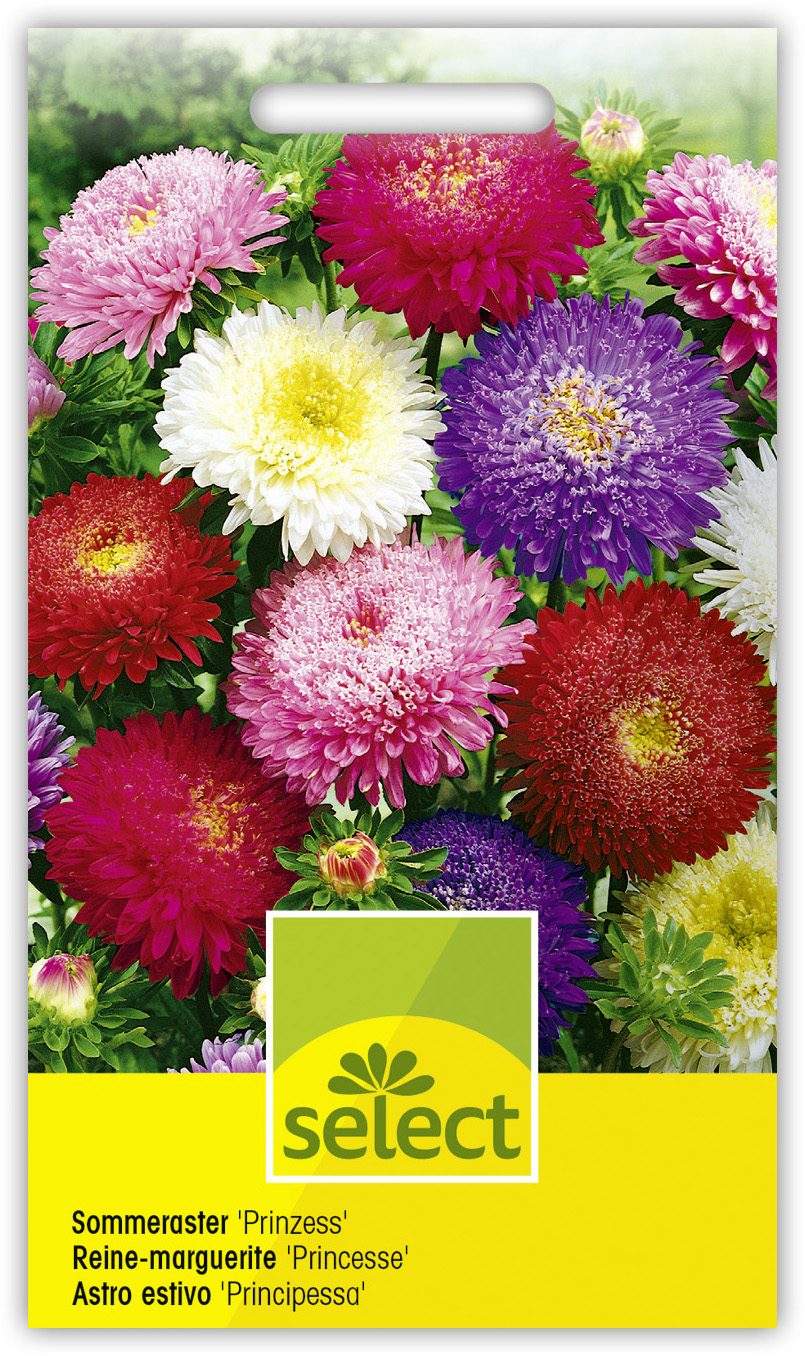 Jardin Calendrier Lunaire Luxe Reine Marguerite Princesse