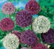 Jardin Calendrier Lunaire Unique Alliums Big Impact Mixed Flowers May June Full Sun Hardy