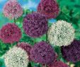 Jardin Calendrier Lunaire Unique Alliums Big Impact Mixed Flowers May June Full Sun Hardy