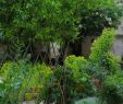 Jardin Californien Best Of the Provence Post Five Gorgeous Provence Gardens to Visit