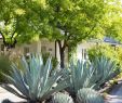 Jardin Californien Frais before & after An Artful Gravel Garden In sonoma