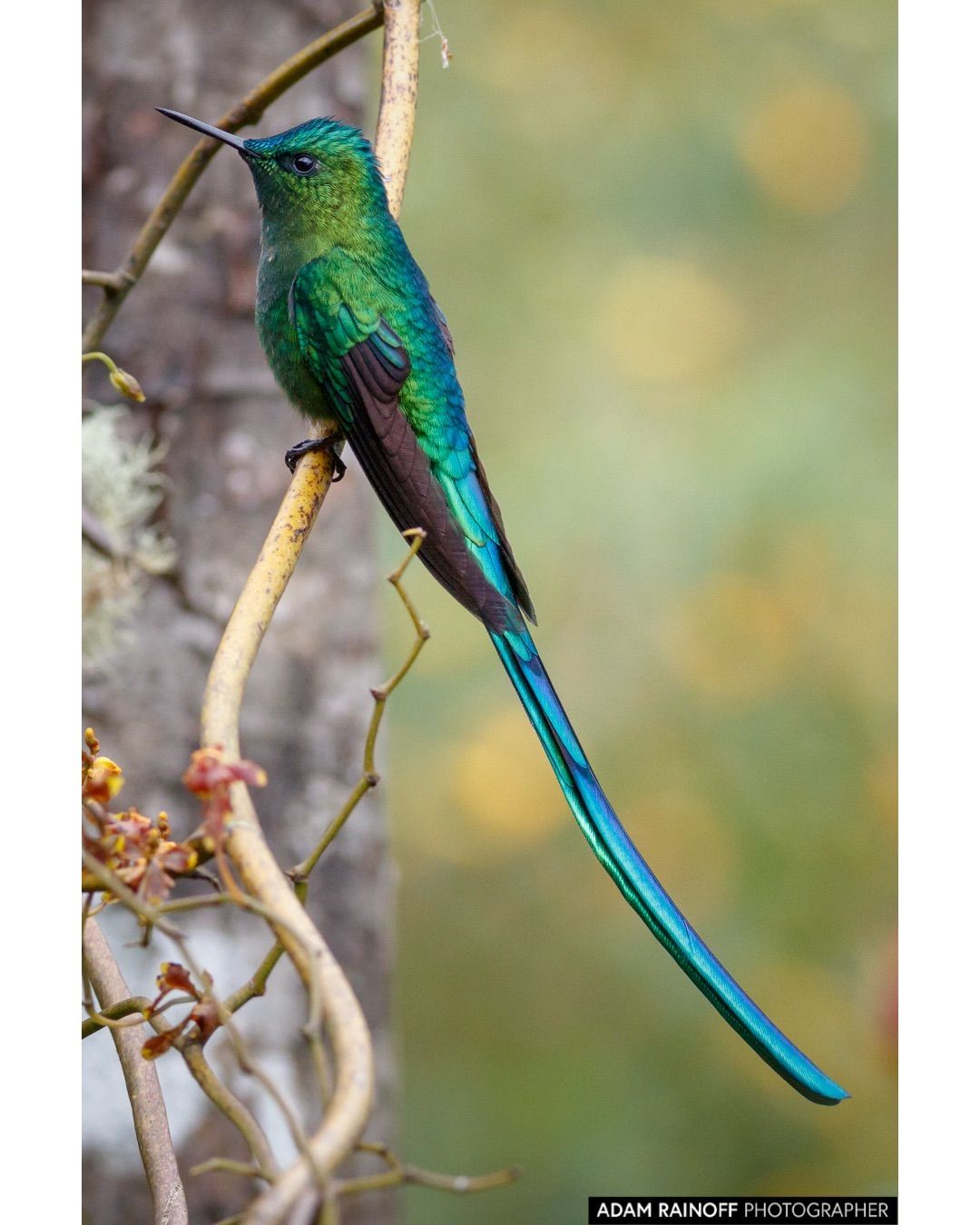 Jardin Colombie Best Of Long Tailed Sylph Rio Blanco Manizales Colombia This Photo