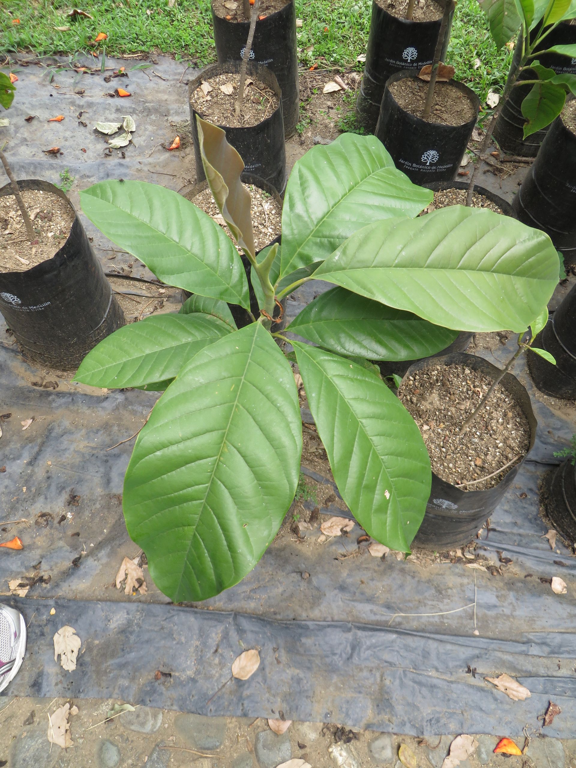 Jardin Colombie Charmant Magnolia Jardinensis Wikiwand