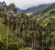 Jardin Colombie Charmant Stalking the Endangered Wax Palm the New York Times