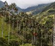Jardin Colombie Charmant Stalking the Endangered Wax Palm the New York Times
