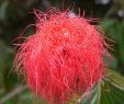 Jardin Colombie Frais File Calliandra Carbonaria 3 Wikimedia Mons