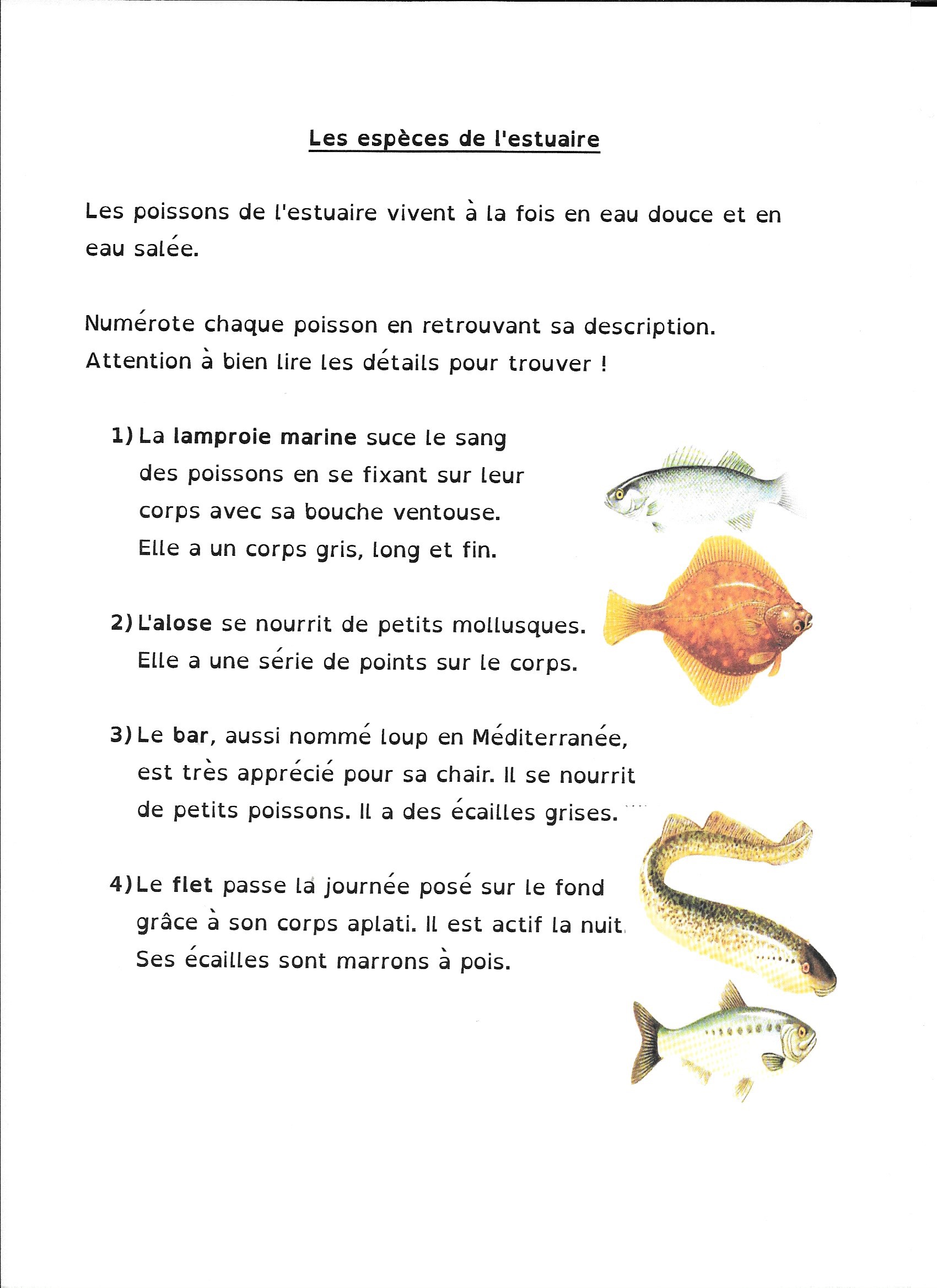 Jardin D éveil Charmant 100 [ Mollusque 5 Lettres ]