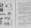 Jardin D éveil Frais 100 [ Mollusque 5 Lettres ]