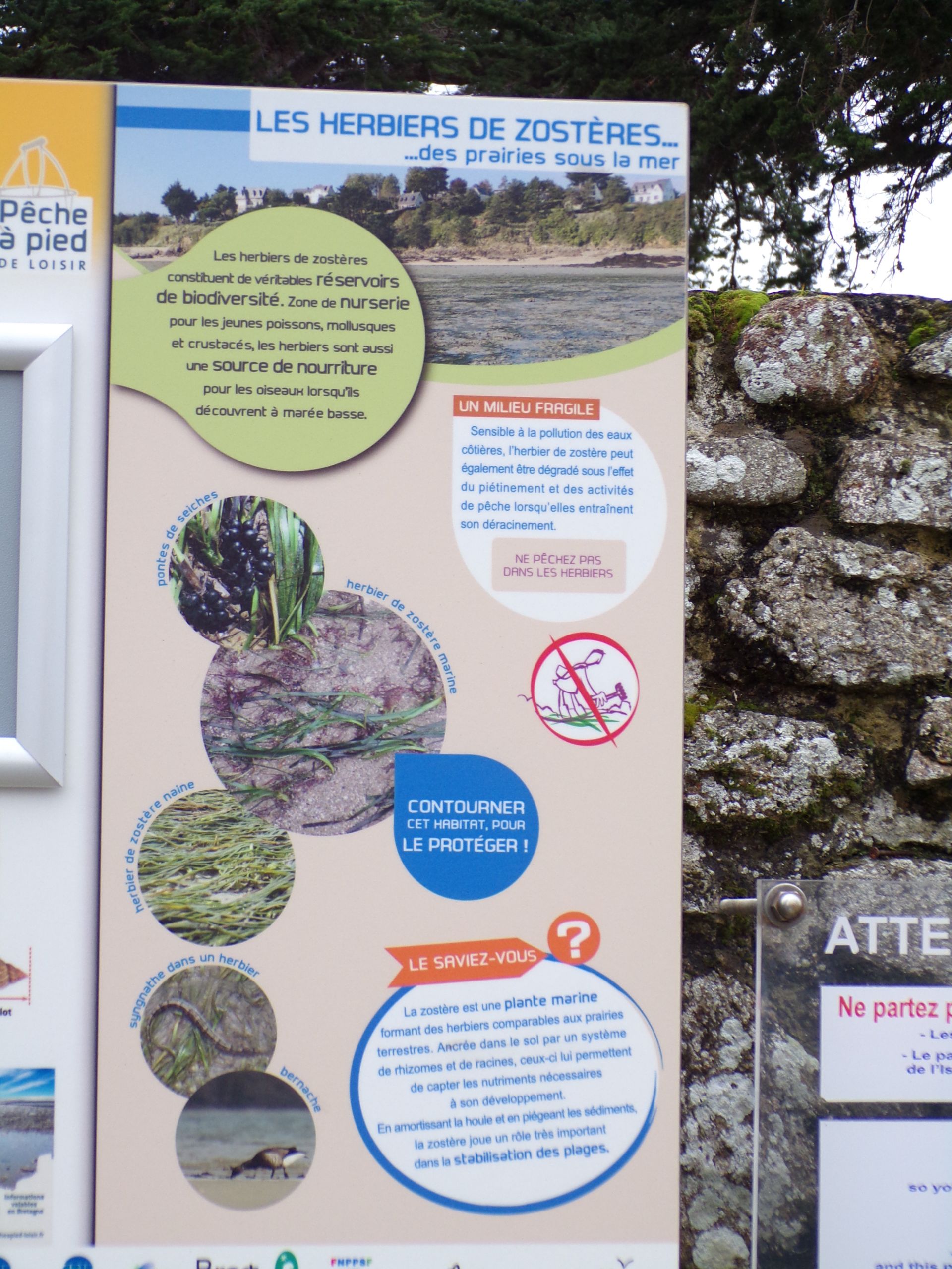 mollusque en 5 lettres