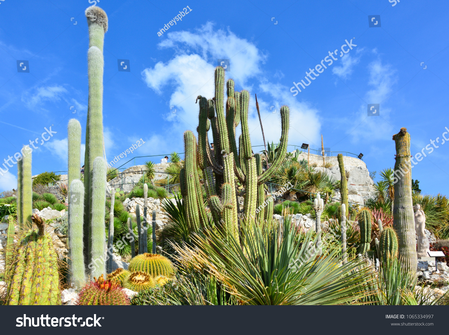 stock photo succulents at jardin botanique d eze eze france