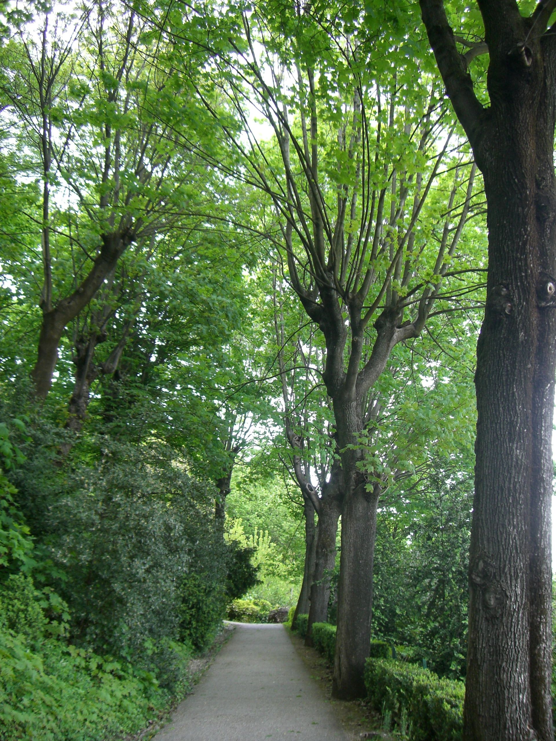 Lyon 5 Parc des Hauteurs Jardin du Rosaire Une allée au printemps 2008 JPG