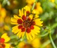 Jardin De France Frais File Coreopsis Tinctoria In Jardin Botanique De La Charme