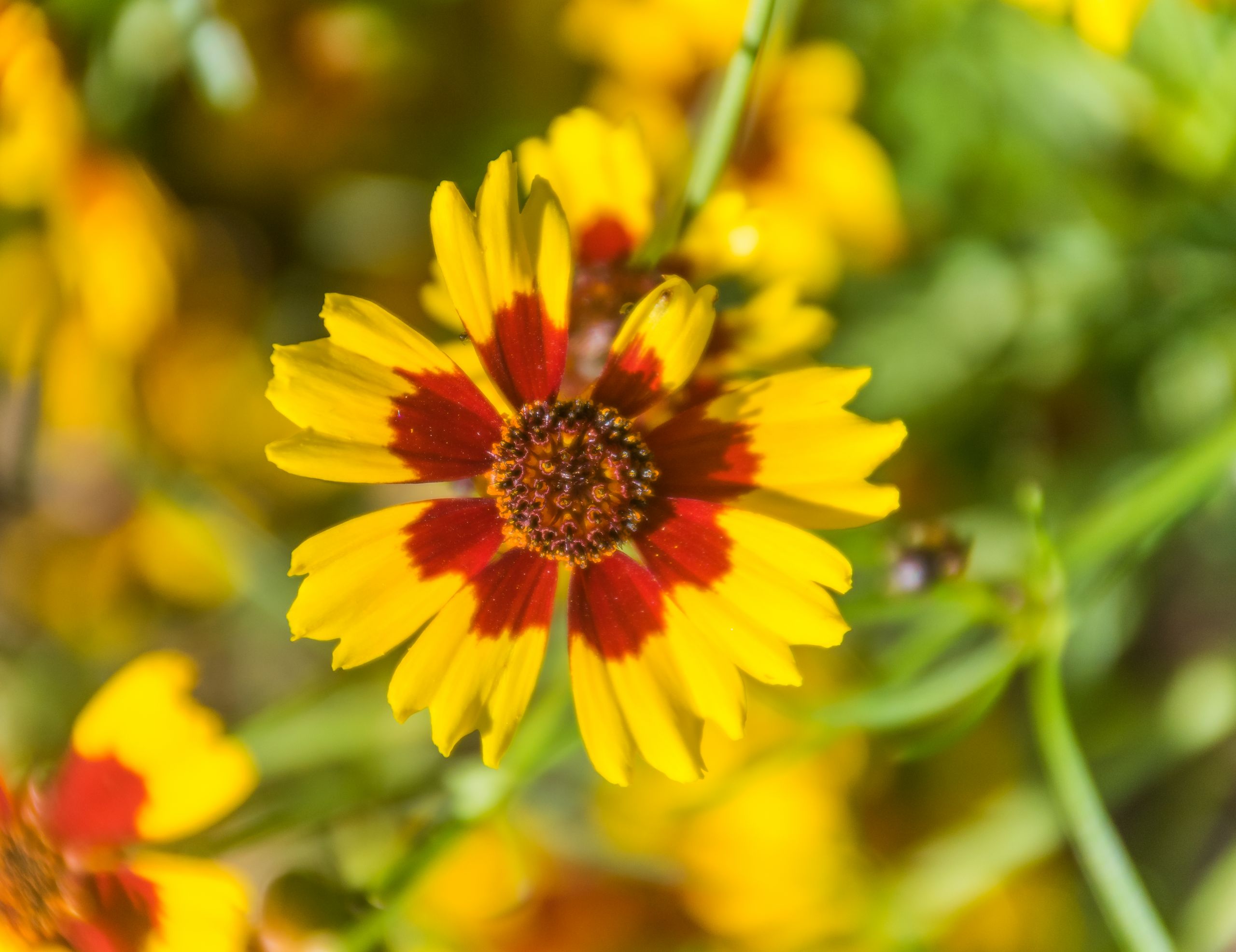 Coreopsis tinctoria in Jardin botanique de la Charme