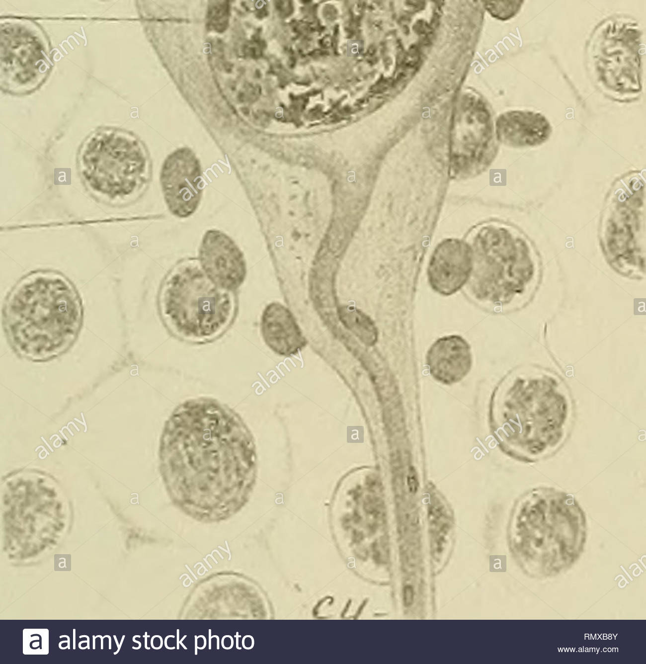 annales des sciences naturelles zoology biology op fiyo cfl fig h vzzia rles del w7 zfl v r lu v t 1 nicolel uth his oaie et dveloppement des lisecte s 7mpze metabr ampcsyrde seine saris please note that these images are extracted from scanned page images that may have been digitally enhanced for readability coloration and appearance of these illustrations may not perfectly resemble the original work milne edwards alphonse 1835 1900 milne edwards h henri 1800 1885 audouin jean victor 1797 1841 perrier edmond 1844 1921 bouvi RMXB8Y