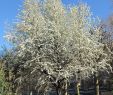 Jardin De Gally Génial File Pyrus Caucasica Jardin Des Plantes De Paris