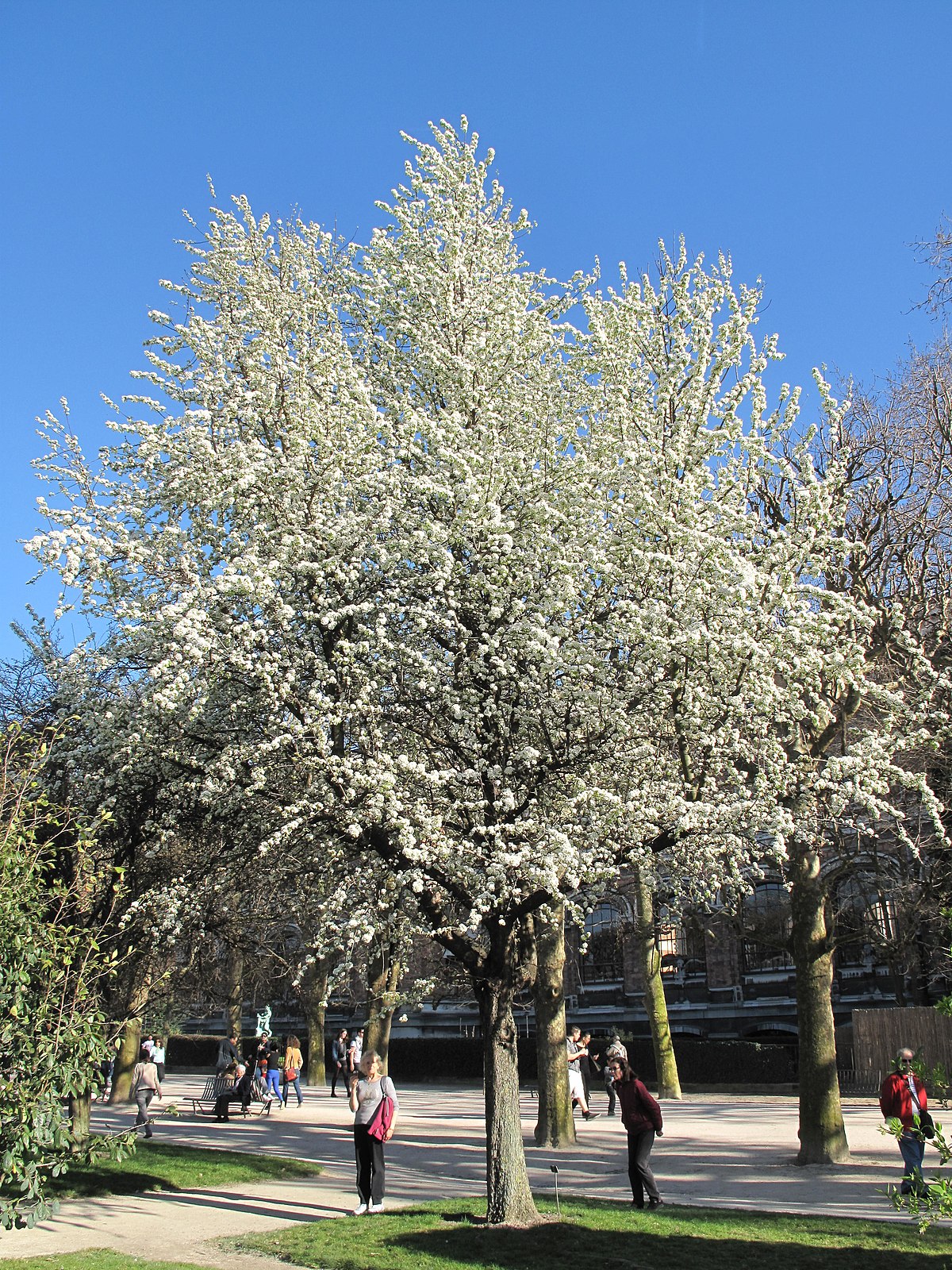 1200px Pyrus caucasica Jardin des Plantes de Paris