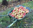 Jardin De Gally Inspirant La Cueillette De Gally 4 Dernier Week End Pour Les Pommes