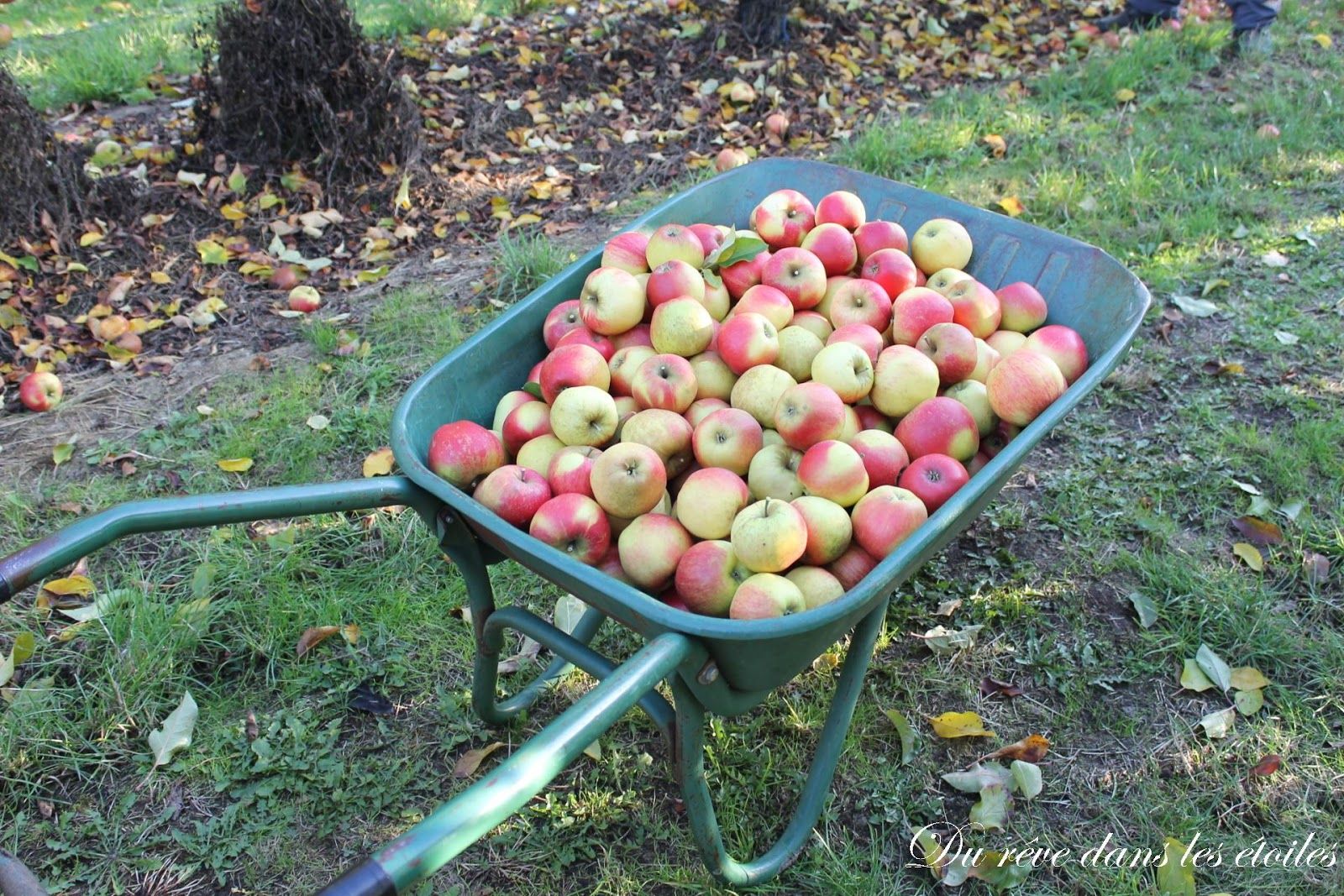 Jardin De Gally Inspirant La Cueillette De Gally 4 Dernier Week End Pour Les Pommes