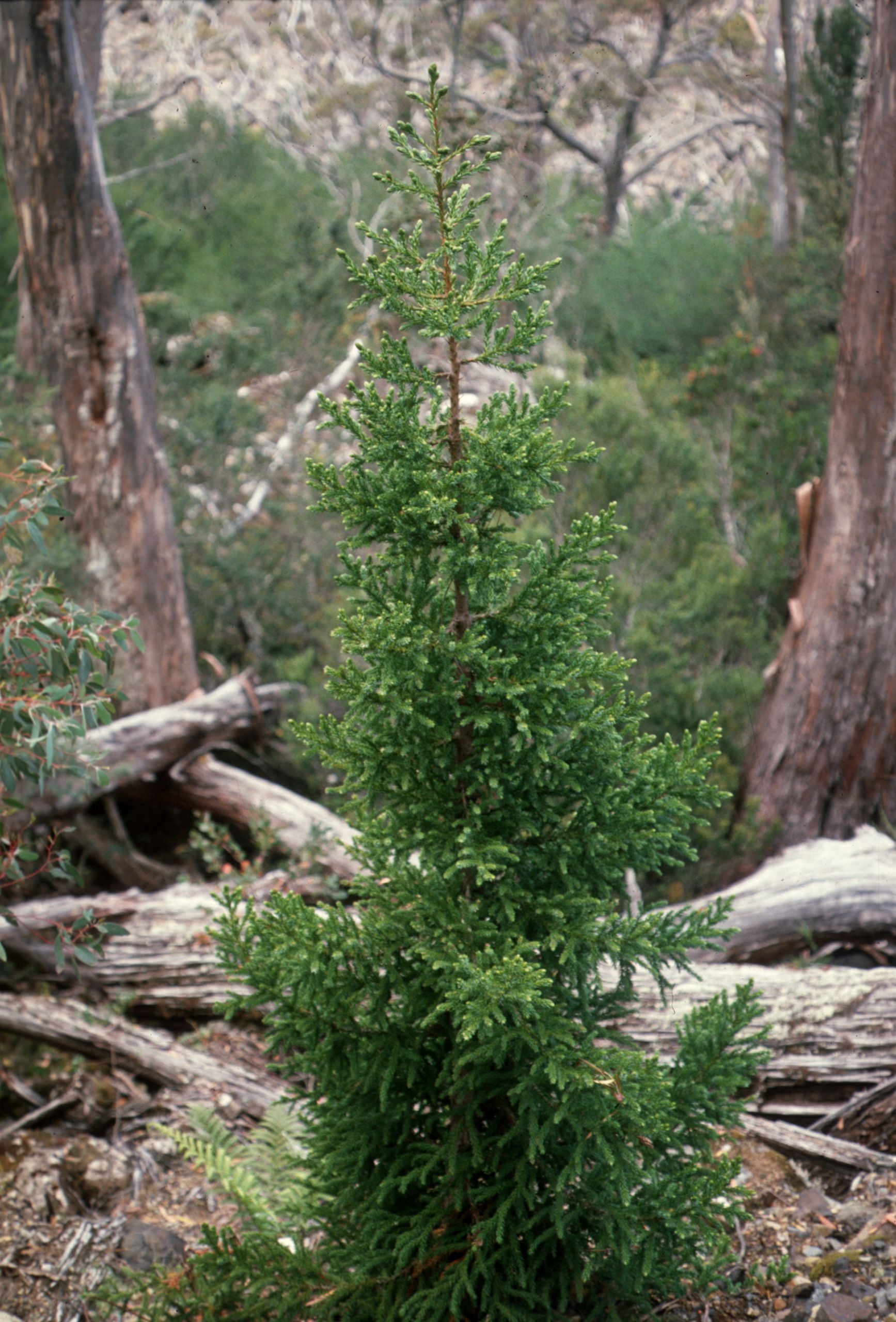 Athrotaxis selaginoides Mt Field National Park Tasmania CSIRO ScienceImage 529
