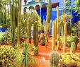 Jardin De Kew Charmant 9 Reasons to Visit Marrakech In the F Season