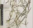 Jardin De Kew Charmant Agrostis Gigantea Roth Plants Of the World Line