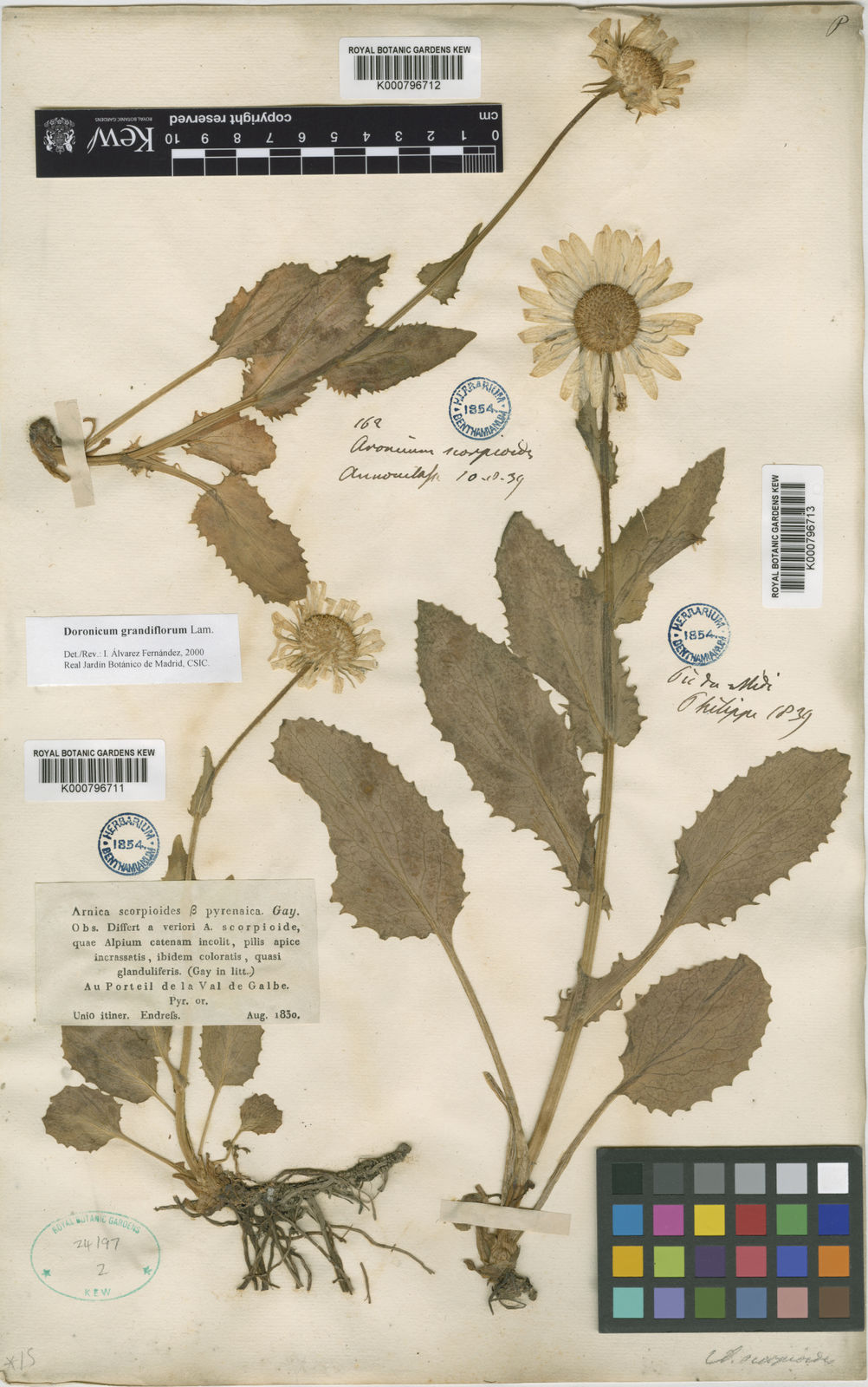 Jardin De Kew Charmant Doronicum Grandiflorum Lam