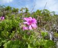 Jardin De Kew Charmant Pelargonium Cucullatum Wikispecies