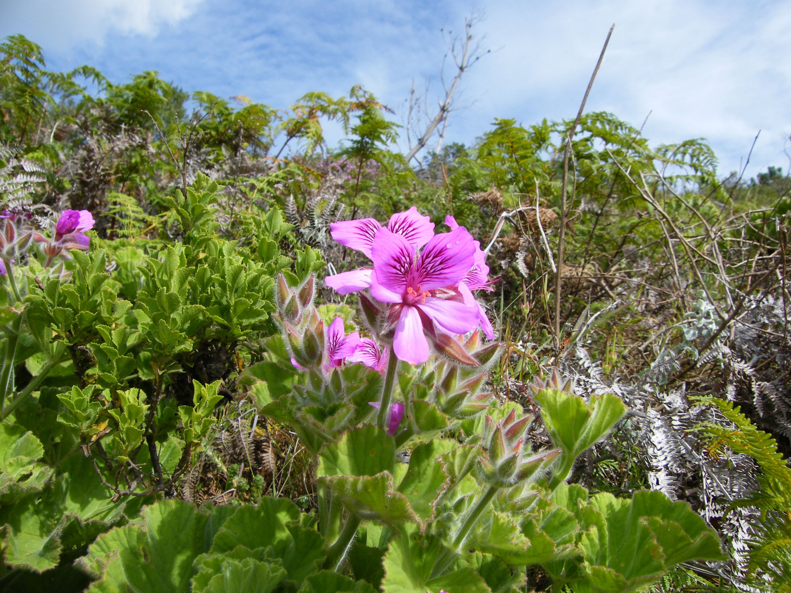 Pelargonium cucullatum Contour Path Rhodes Mem JPG